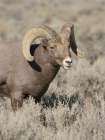 Rocky Mountain bighorn ram in rut. Rio Grande Gorge, New Mexico, USA. Art Print